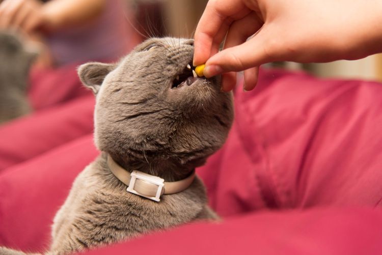 Как дать таблетку коту