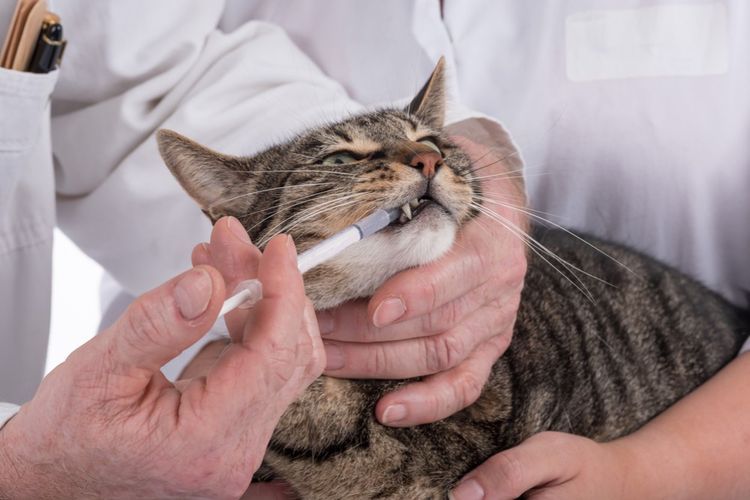 Коту дают таблетку с помощью таблеткодавателя