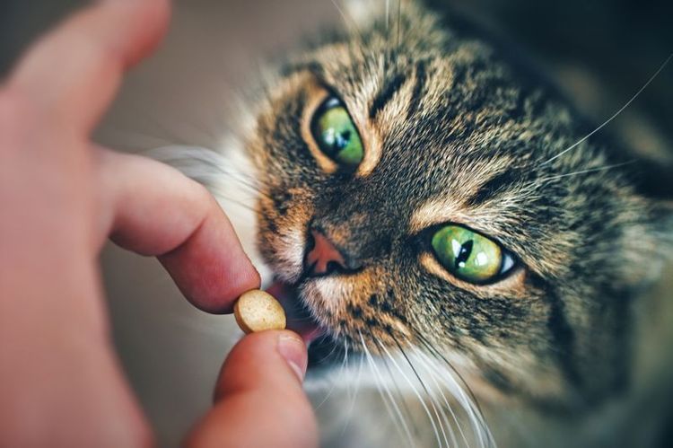 Коту дают таблетку