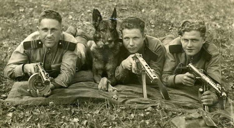 Сторожевые собаки во времена ВОВ