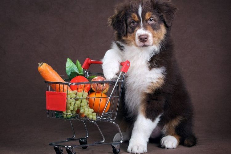 Собака с овощами и фруктами