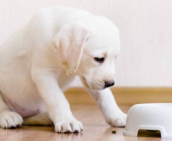 Корм для собак с чувствительным пищеварением