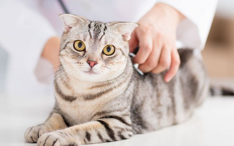Кошка на осмотре у ветеринара