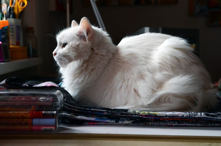 Белый кот сидит на подоконнике