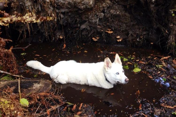 Белая собака в грязи