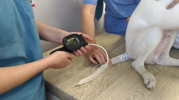 Измерение давления собаке