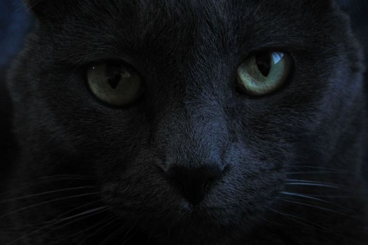Черная кошка на удачу какая страна thumbnail