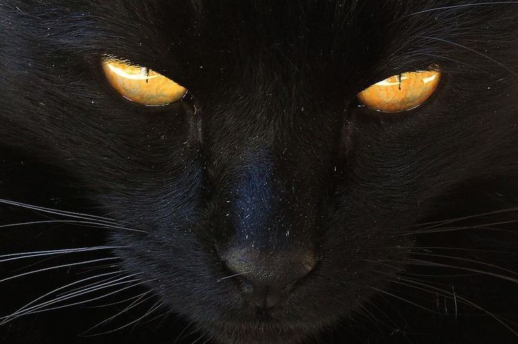Котка с жълти очи
