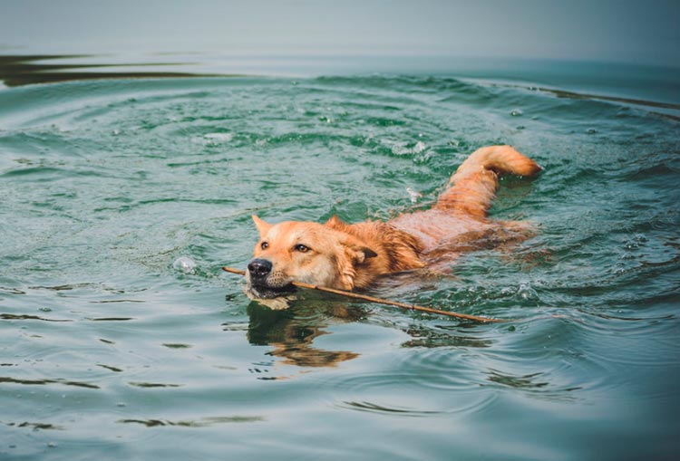 ханаанская собака в воде