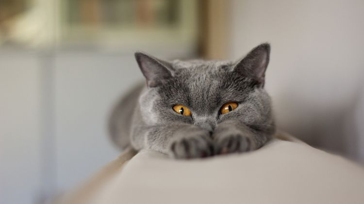 Кот лежит на спинке дивана