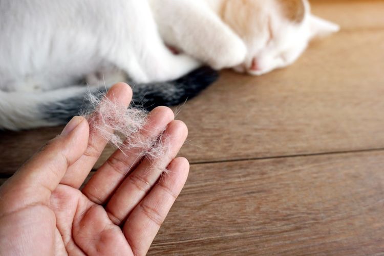 Признаки аллергии у кошки
