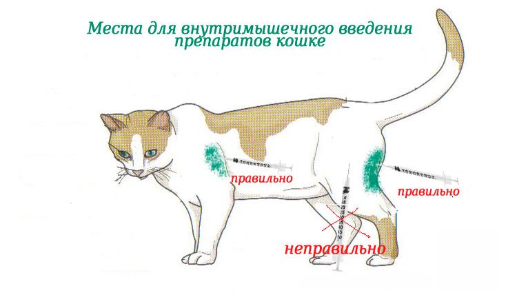Внутримышечные инъекции кошке