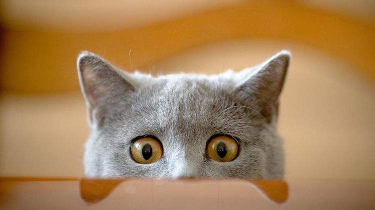 Удивленная кошка