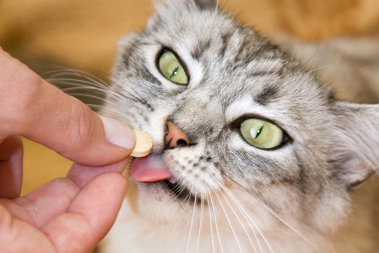Какое глистогонное лучше для котят перед прививкой какое лучше thumbnail