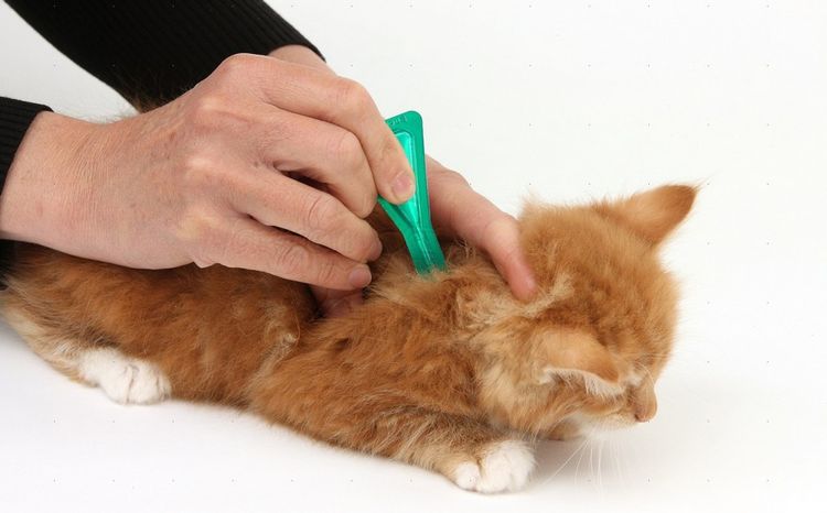 Глистогонное для котят перед прививкой thumbnail