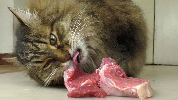 Кот ест сырое мясо