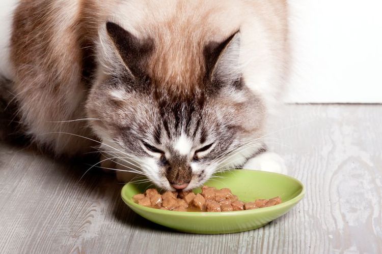 Кот ест влажный корм