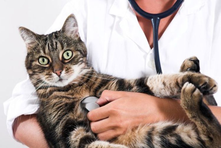 Гомеопатия при панкреатите для кошек thumbnail