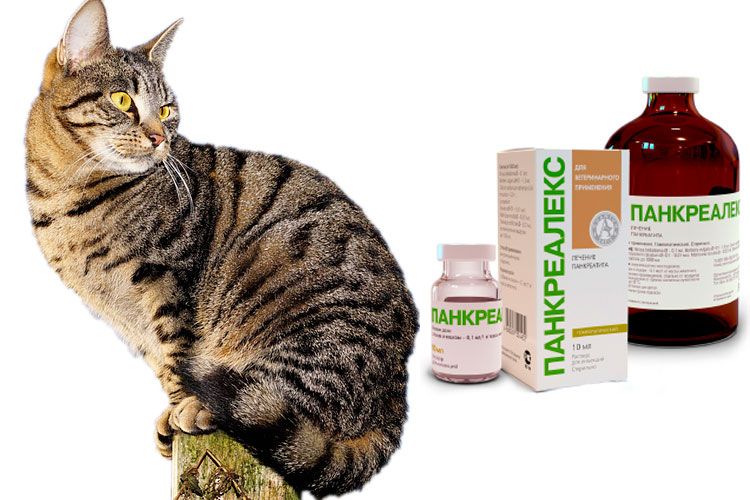 Гомеопатия для кошки при панкреатите thumbnail