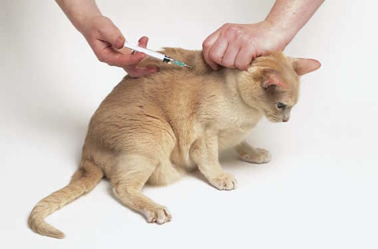 Фиксация кошки для инъекции