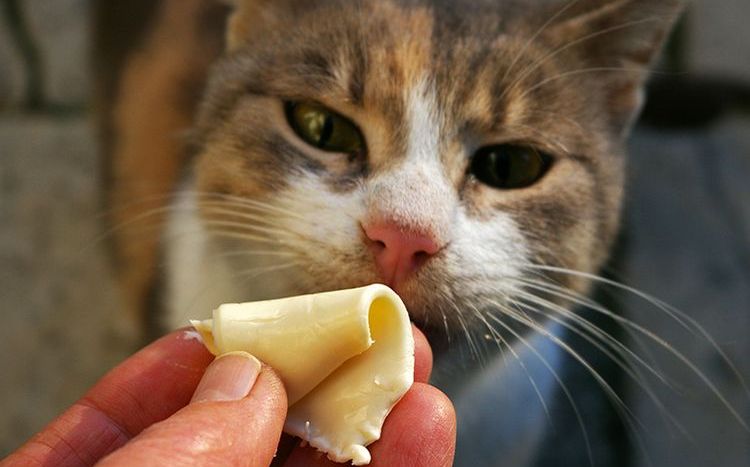 Кота угощают сыром