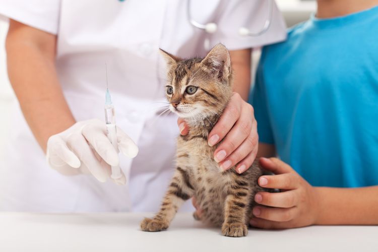 Вакцинация котенка от бешенства