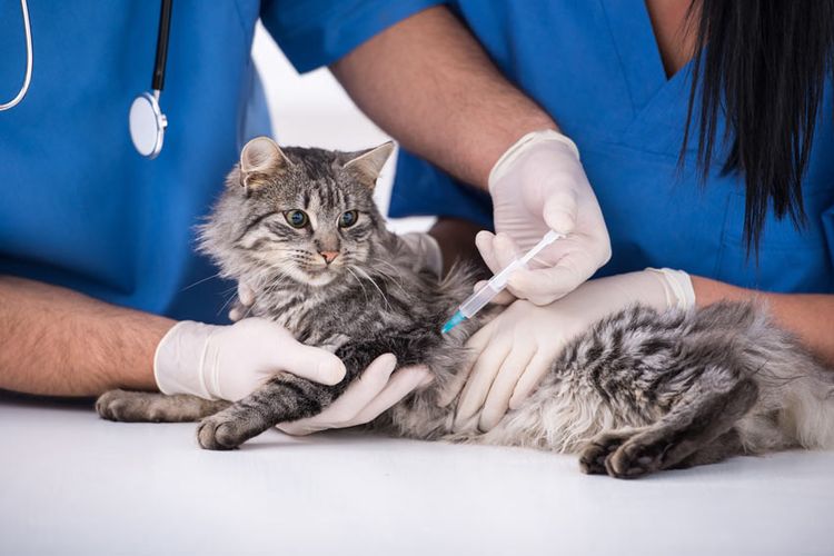 Коту делают прививку от бешенства
