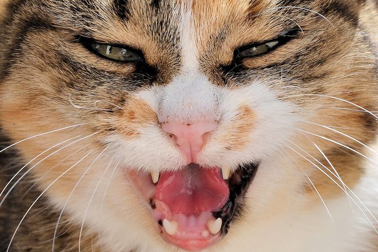 Зъбен камък при котки: лечение