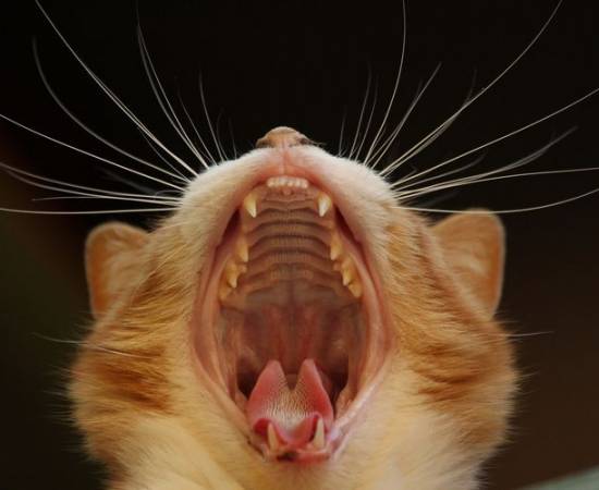 Зубной камень у кошек
