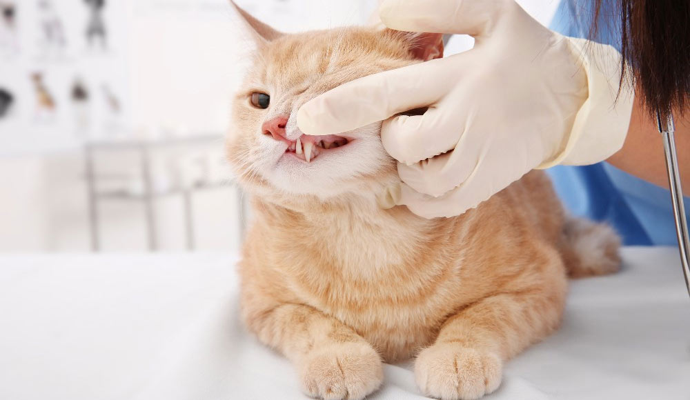 Чем лечить зубной камень у кошки