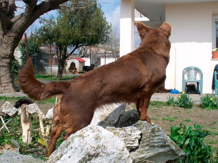 Эта порода собак в греции
