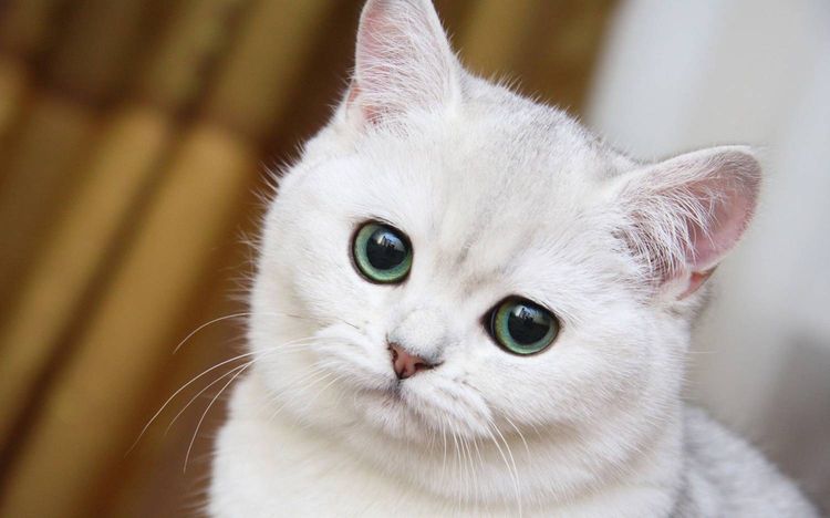 Грустный белый кот