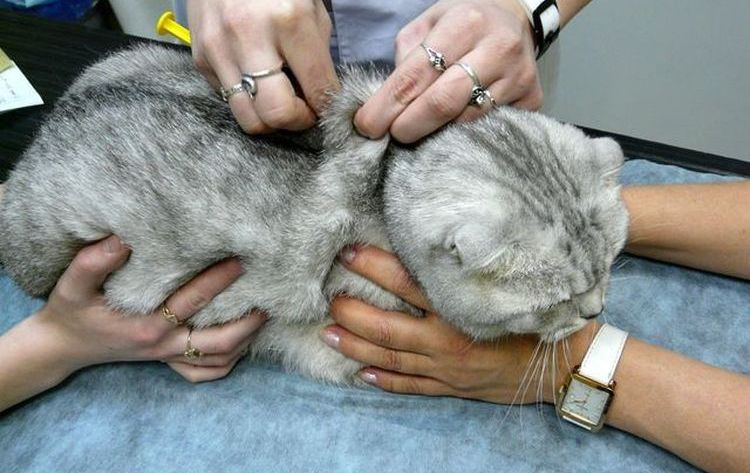 Лечение гемобартонеллеза у кошек
