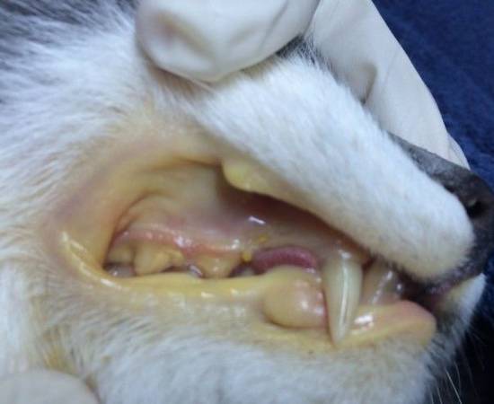Гемобартонеллез у кошек симптомы