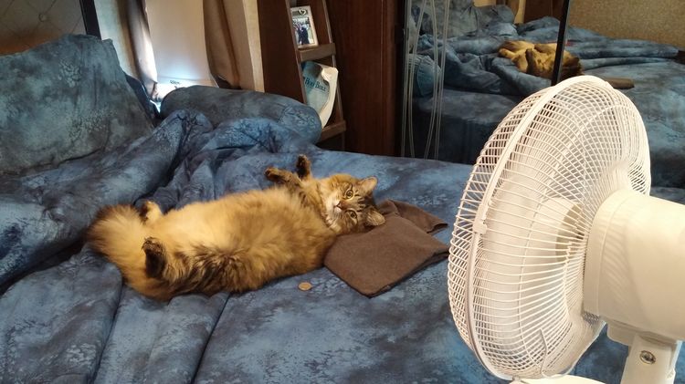Кот под вентилятором