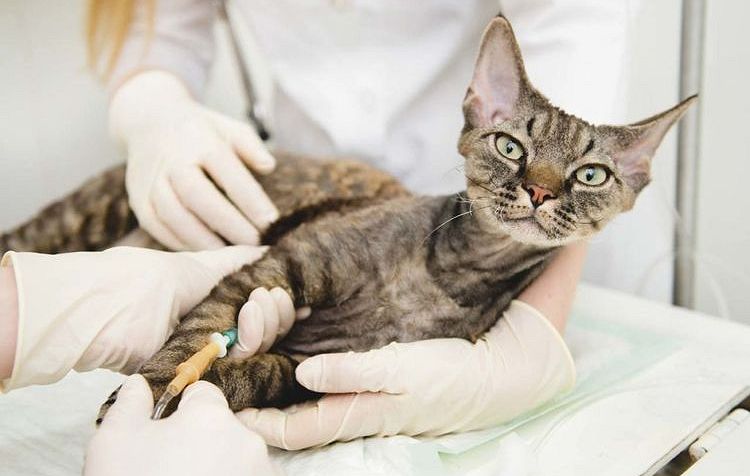 Внутривенная инъекция кошке