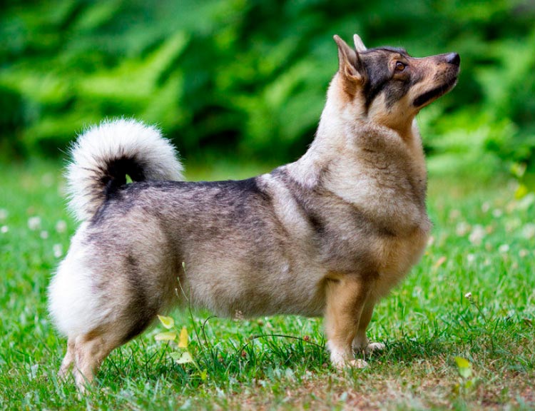 порода собак Шведский вальхунд