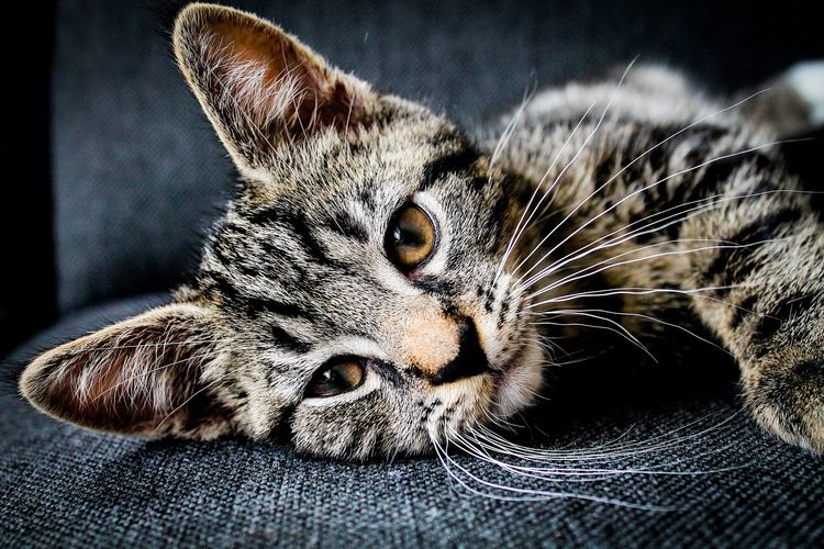 Повышены лейкоциты у кота