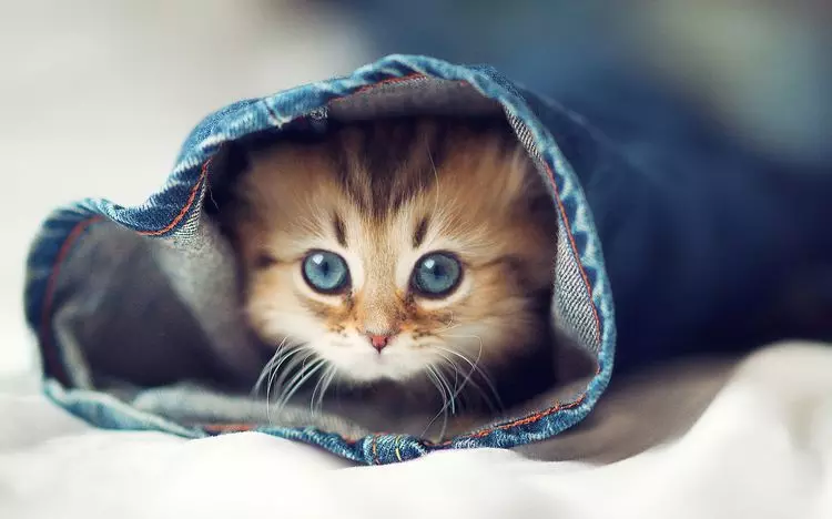 Японские имена для кошек и котов
