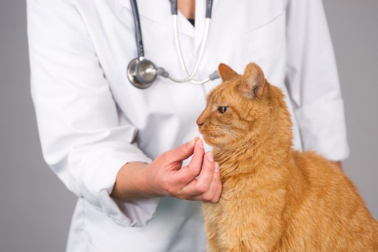 Обследование кота ветеринаром