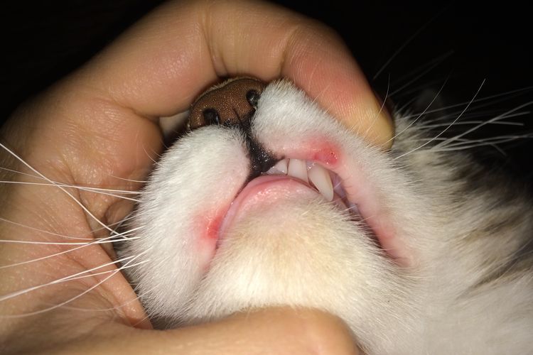 Котешка язва на устната