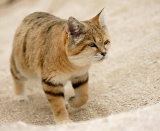 Барханный кот или степной кот