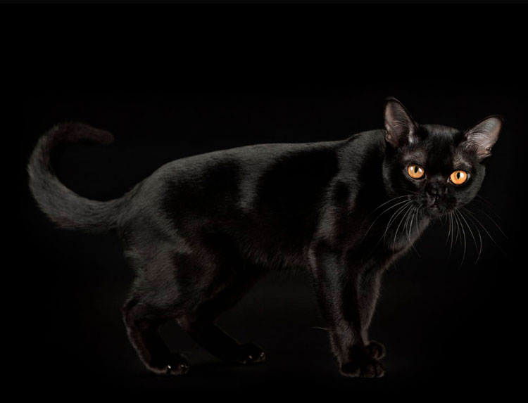 бомбейская кошка черная пантера