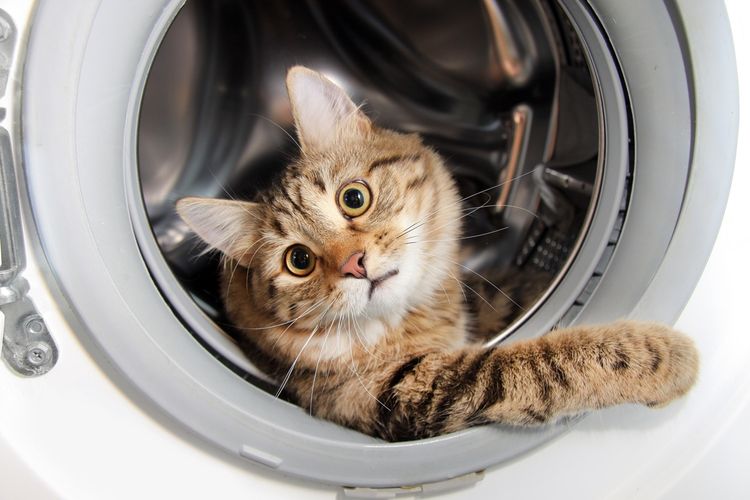 Кошка прячется в стиральной машине