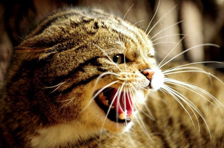 Агрессия у кошки во время течки