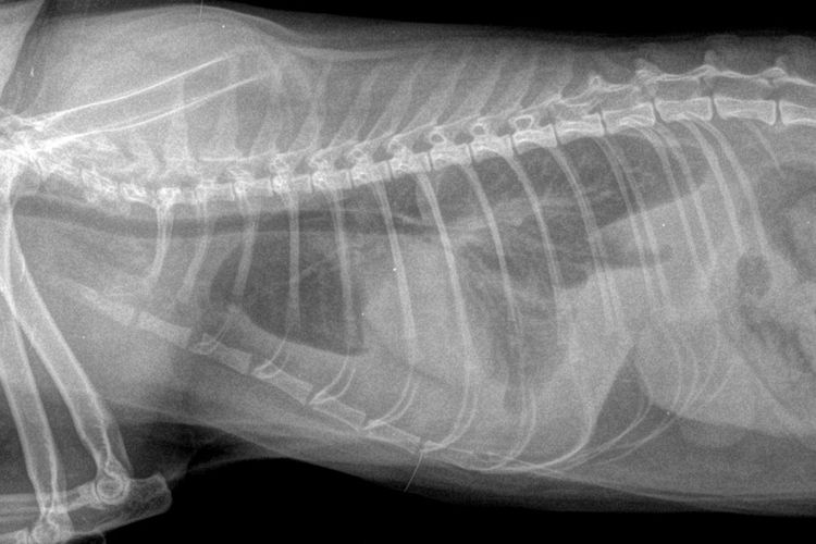 Рентген брюшной полости кота
