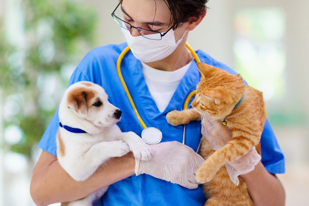 Опасен ли коронавирус кошек для собак и людей