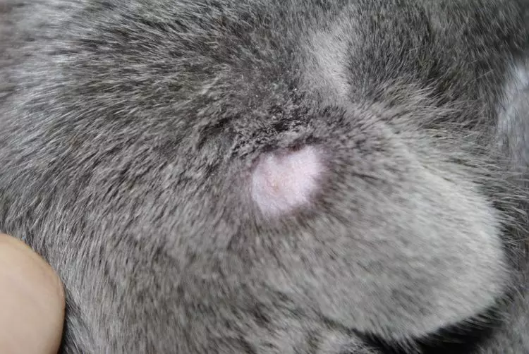 Болячки у кошки на шее и голове: причины и лечение | Ветерритория
