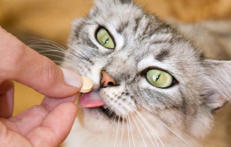 Лечение корост у кошки