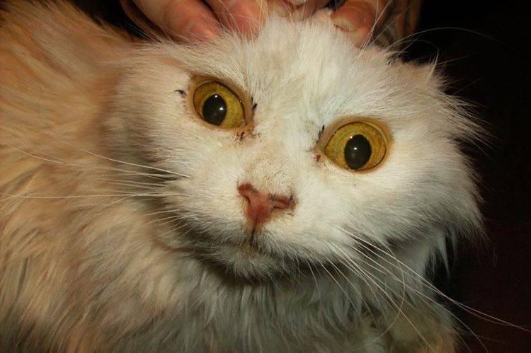 Симптомы лептоспироза у котов